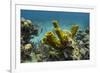 Yellow Tube Sponge, Lighthouse Reef, Atoll, Belize Barrier Reef, Belize-Pete Oxford-Framed Photographic Print