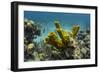 Yellow Tube Sponge, Lighthouse Reef, Atoll, Belize Barrier Reef, Belize-Pete Oxford-Framed Photographic Print