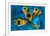 Yellow tube sponge on a coral reef, Cayman Islands-Alex Mustard-Framed Photographic Print