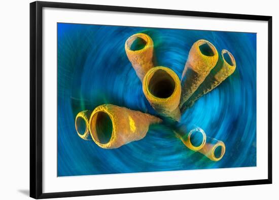 Yellow tube sponge on a coral reef, Cayman Islands-Alex Mustard-Framed Photographic Print