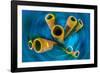 Yellow tube sponge on a coral reef, Cayman Islands-Alex Mustard-Framed Photographic Print