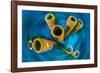 Yellow tube sponge on a coral reef, Cayman Islands-Alex Mustard-Framed Photographic Print