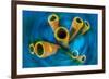 Yellow tube sponge on a coral reef, Cayman Islands-Alex Mustard-Framed Photographic Print