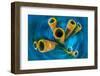Yellow tube sponge on a coral reef, Cayman Islands-Alex Mustard-Framed Photographic Print