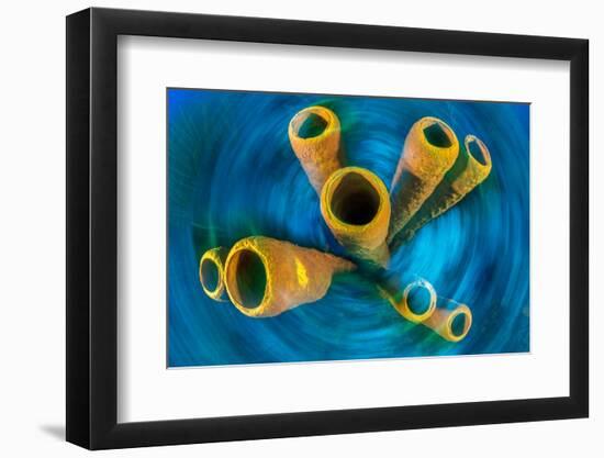 Yellow tube sponge on a coral reef, Cayman Islands-Alex Mustard-Framed Photographic Print