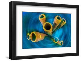 Yellow tube sponge on a coral reef, Cayman Islands-Alex Mustard-Framed Photographic Print