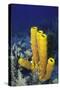 Yellow Tube Sponge-Hal Beral-Stretched Canvas
