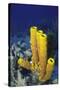 Yellow Tube Sponge-Hal Beral-Stretched Canvas