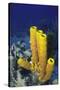 Yellow Tube Sponge-Hal Beral-Stretched Canvas