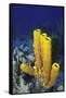 Yellow Tube Sponge-Hal Beral-Framed Stretched Canvas