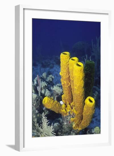 Yellow Tube Sponge-Hal Beral-Framed Photographic Print