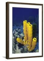 Yellow Tube Sponge-Hal Beral-Framed Photographic Print