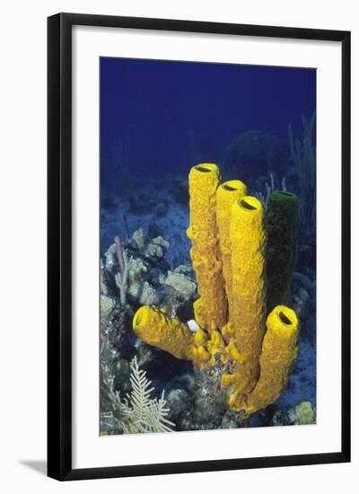 Yellow Tube Sponge-Hal Beral-Framed Photographic Print