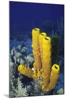 Yellow Tube Sponge-Hal Beral-Mounted Photographic Print