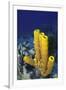 Yellow Tube Sponge-Hal Beral-Framed Photographic Print