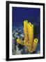 Yellow Tube Sponge-Hal Beral-Framed Photographic Print