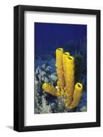 Yellow Tube Sponge-Hal Beral-Framed Photographic Print