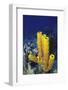 Yellow Tube Sponge-Hal Beral-Framed Photographic Print