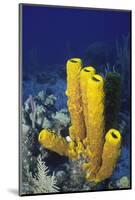 Yellow Tube Sponge-Hal Beral-Mounted Photographic Print