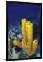 Yellow Tube Sponge-Hal Beral-Framed Photographic Print