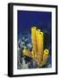 Yellow Tube Sponge-Hal Beral-Framed Photographic Print