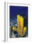 Yellow Tube Sponge-Hal Beral-Framed Photographic Print