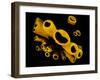 Yellow Tube Sponges (Aplysina Fistularis) Growing on a Caribbean Coral Reef-Alex Mustard-Framed Photographic Print