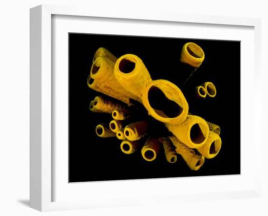 Yellow Tube Sponges (Aplysina Fistularis) Growing on a Caribbean Coral Reef-Alex Mustard-Framed Photographic Print