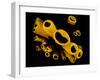 Yellow Tube Sponges (Aplysina Fistularis) Growing on a Caribbean Coral Reef-Alex Mustard-Framed Photographic Print