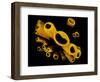 Yellow Tube Sponges (Aplysina Fistularis) Growing on a Caribbean Coral Reef-Alex Mustard-Framed Photographic Print