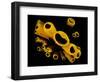 Yellow Tube Sponges (Aplysina Fistularis) Growing on a Caribbean Coral Reef-Alex Mustard-Framed Photographic Print