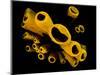 Yellow Tube Sponges (Aplysina Fistularis) Growing on a Caribbean Coral Reef-Alex Mustard-Mounted Photographic Print