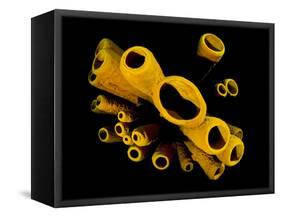 Yellow Tube Sponges (Aplysina Fistularis) Growing on a Caribbean Coral Reef-Alex Mustard-Framed Stretched Canvas