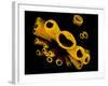 Yellow Tube Sponges (Aplysina Fistularis) Growing on a Caribbean Coral Reef-Alex Mustard-Framed Photographic Print