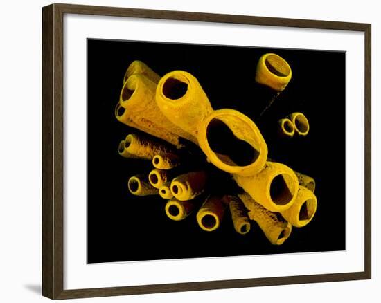 Yellow Tube Sponges (Aplysina Fistularis) Growing on a Caribbean Coral Reef-Alex Mustard-Framed Photographic Print