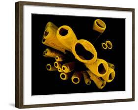 Yellow Tube Sponges (Aplysina Fistularis) Growing on a Caribbean Coral Reef-Alex Mustard-Framed Photographic Print