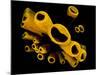 Yellow Tube Sponges (Aplysina Fistularis) Growing on a Caribbean Coral Reef-Alex Mustard-Mounted Photographic Print