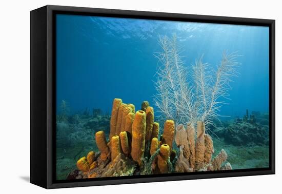 Yellow Tube Sponges in Coral Reef-Reinhard Dirscherl-Framed Stretched Canvas