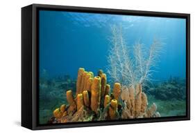 Yellow Tube Sponges in Coral Reef-Reinhard Dirscherl-Framed Stretched Canvas