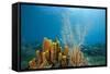 Yellow Tube Sponges in Coral Reef-Reinhard Dirscherl-Framed Stretched Canvas