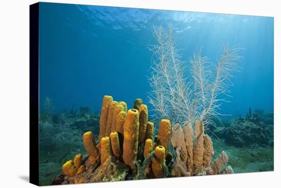 Yellow Tube Sponges in Coral Reef-Reinhard Dirscherl-Stretched Canvas