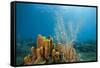 Yellow Tube Sponges in Coral Reef-Reinhard Dirscherl-Framed Stretched Canvas