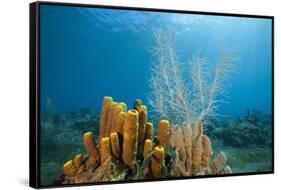 Yellow Tube Sponges in Coral Reef-Reinhard Dirscherl-Framed Stretched Canvas