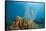 Yellow Tube Sponges in Coral Reef-Reinhard Dirscherl-Framed Stretched Canvas