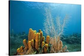 Yellow Tube Sponges in Coral Reef-Reinhard Dirscherl-Stretched Canvas
