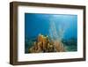 Yellow Tube Sponges in Coral Reef-Reinhard Dirscherl-Framed Premium Photographic Print