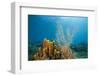 Yellow Tube Sponges in Coral Reef-Reinhard Dirscherl-Framed Premium Photographic Print