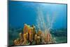 Yellow Tube Sponges in Coral Reef-Reinhard Dirscherl-Mounted Premium Photographic Print