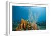 Yellow Tube Sponges in Coral Reef-Reinhard Dirscherl-Framed Photographic Print