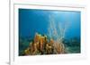 Yellow Tube Sponges in Coral Reef-Reinhard Dirscherl-Framed Photographic Print